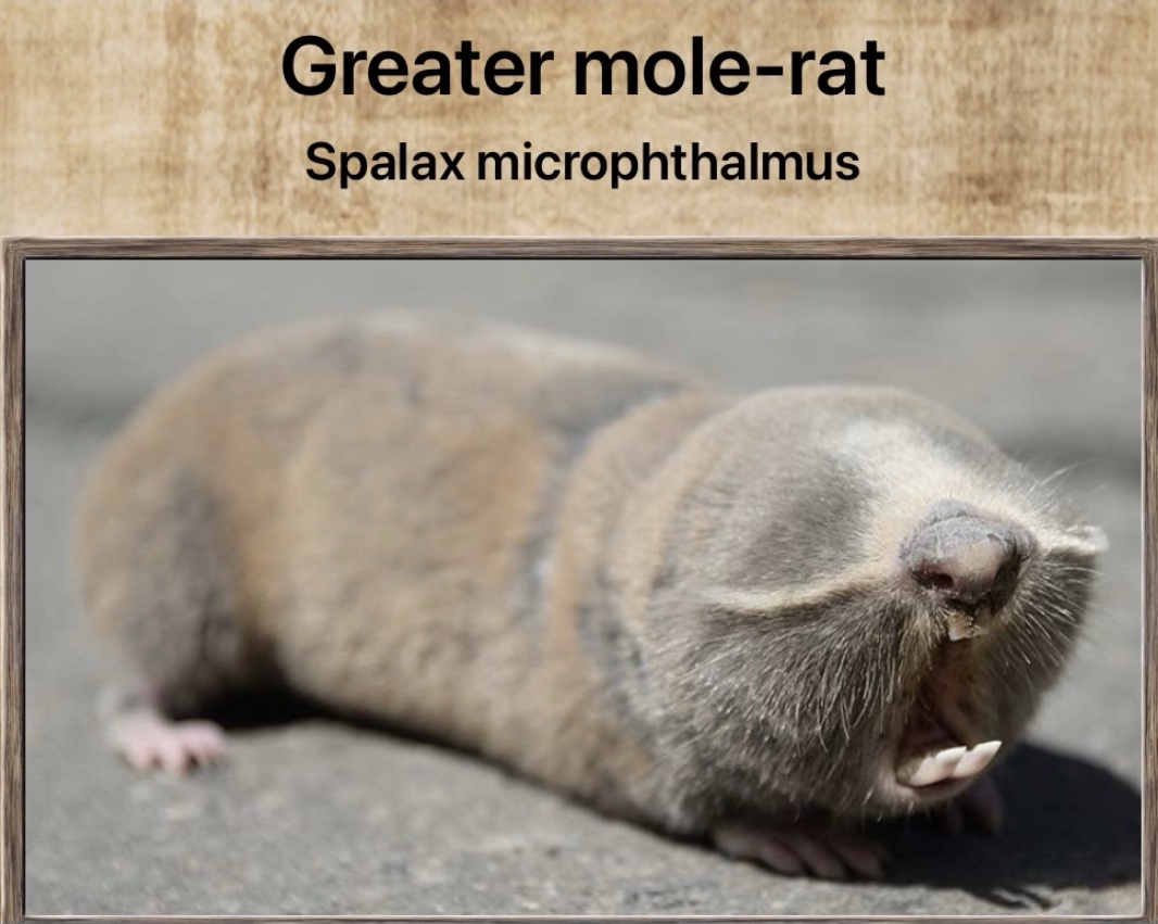 Greater Blind Mole-Rat